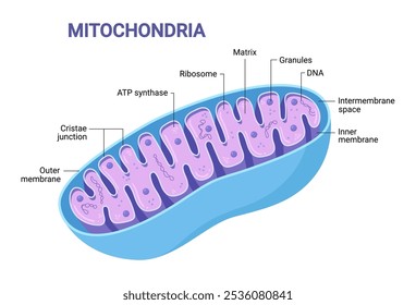 Vector diagram of Mitochondria. Cross-section view. Medical infographics.