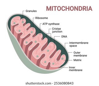 Diagrama de Vector de mitocondrias. Vista transversal. Infografía médica.