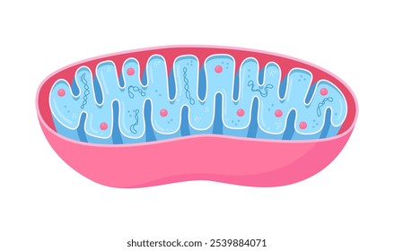 Vector diagram of Mitochondria. Cross-section view. Medical infographics.