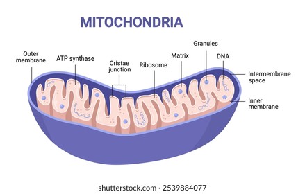 Vector diagram of Mitochondria. Cross-section view. Medical infographics.