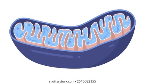 Diagrama de Vector de mitocondrias. Vista transversal. Infografía médica.
