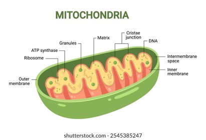 Diagrama vetorial das mitocôndrias. Vista de corte transversal. Infográficos médicos.