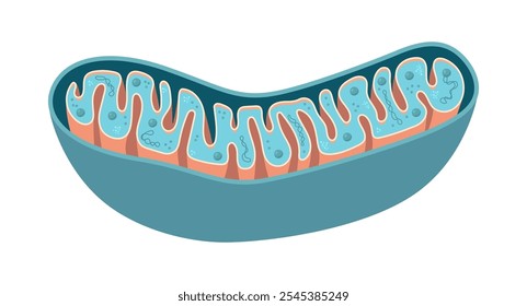 Vektorgrafik von Mitochondria. Querschnittsansicht. Medizinische Infografiken.