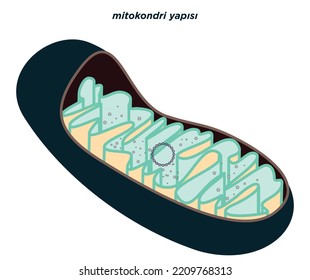 Vector Diagram Mitochondria Section View Medical Stock Vector (Royalty ...