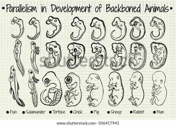 vector diagram of the parallel development of\
the backboned