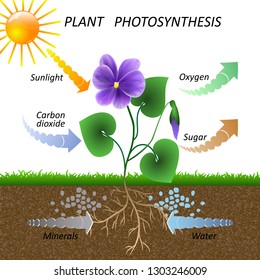 Vector diagram of plant photosynthesis, science education botany poster, illustration for studying biology.