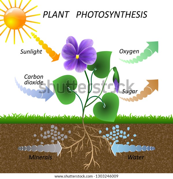 Vector diagram of\
plant photosynthesis, science education botany poster, illustration\
for studying biology.