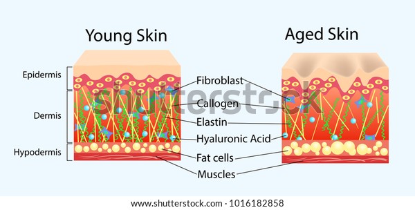 Vector diagram with schemes of two types of\
skin, for healthcare\
illustrations