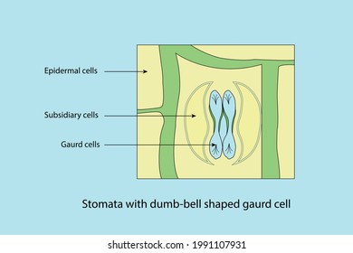 vector diagram to show the line diagram of stomata with dumb-bell shaped guard cell