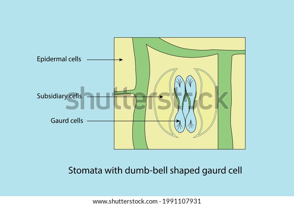 vector diagram to show the line diagram of\
stomata with dumb-bell shaped guard\
cell