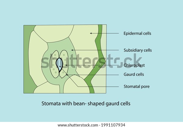 vector diagram to show the line diagram of stomata\
with bean shaped guard\
cells