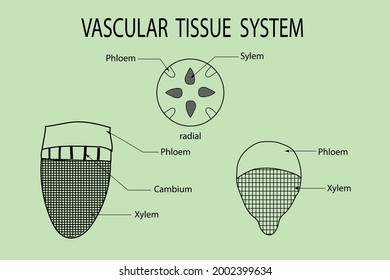 vector diagram to show the line diagram of vascular tissue system