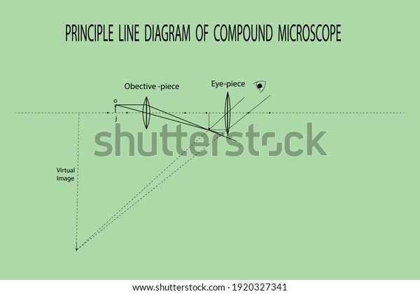vector diagram to show the principle\
involved in the preparation of compound\
microscope