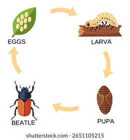 Diagrama vetorial mostrando o ciclo de vida do besouro: ovos, larva, pupa e besouro adulto. Carta educacional para materiais didáticos relacionados à biologia, entomologia ou insetos