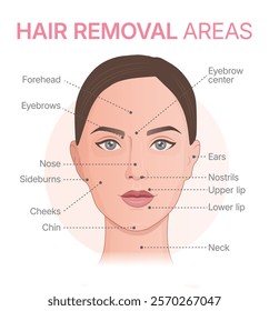 Vector diagram showing facial hair removal areas. Illustration showing laser epilation zones.