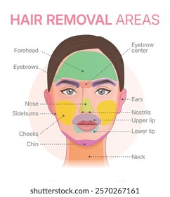 Vector diagram showing facial hair removal areas. Illustration showing laser epilation zones.