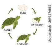 Vector diagram showing the life cycle of a sea turtle. Educational illustration with labeled stages: eggs, hatching, juvenile, and adult turtle. Perfect for biology education, wildlife conservation, a