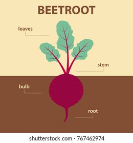 vector diagram showing parts of beetroot whole plant - agricultural infographic scheme with labels for education of biology - leaves, stem, bulb and root