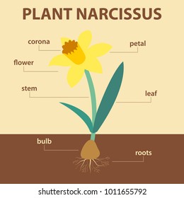 vector diagram showing parts of narcissus whole plant - agricultural infographic daffodil scheme with labels for education of biology - flower, leaf, stem, roots system, bulb, corona and petal


