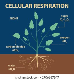 Vector Diagram Showing Parts Of Whole Plant - Agricultural Infographic Scheme With Labels For Education Of Biology - Night Cellular Respiration - Carbon Dioxide, Oxygen, Sugar And Water