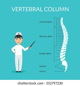 Vector diagram. Spine segments.Vertebral column. Medical doctor male explains and shows. Flat design.
