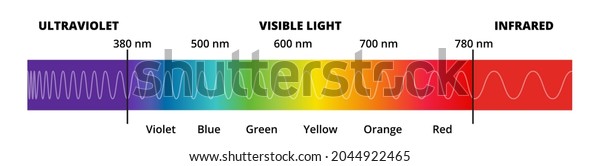 Vector diagram with the visible light spectrum.\
Visible light, infrared, and ultraviolet. Electromagnetic spectrum\
visible to the human eye. Violet, Blue green, yellow, orange, red\
color gradient.