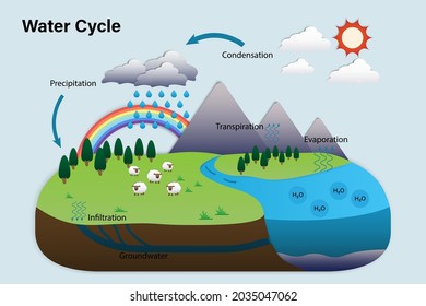 Vector Diagram of the water cycle in nature, hydrological cycle. ESP10