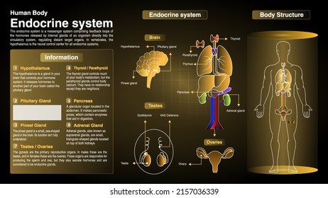 Vector Diagrams of Endocrine System: Function, Organs and Anatomy