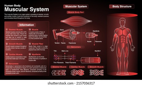 Vector Diagrams of Human Body Muscular System: Function, Organs and Anatomy