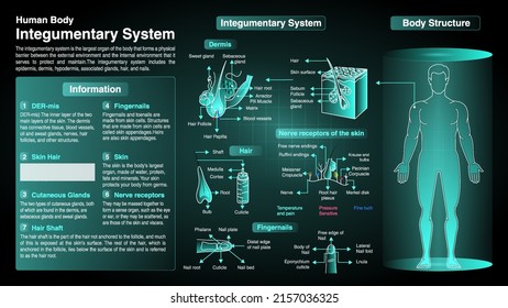 Vector Diagrams of Integumentary System: Function, Organs and Anatomy