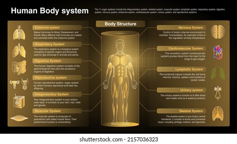 Vector Diagrams of Respiratory System: Function, Organs and Anatomy