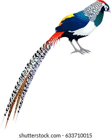 vector diamond pheasant - (lady amherst's pheasant)