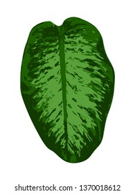 vector dieffenbachia (dumb cane) leaf isolated on white background
