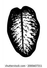 vector dieffenbachia (dumb cane) leaf silhouette isolated on white background