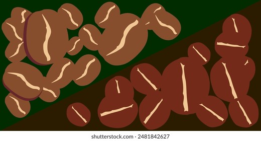 vector differences between arabica and robusta coffee beans