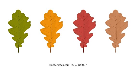 Vector different autumn oak tree leaves. Set of oak leaf isolated on white background. Fall leaf collection in flat style. Seasonal specific leaves in cartoon style. Vector illustration