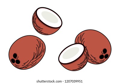 Vector of different coconut fruit: whole and in half. Colorful cartoon with different presentations of coconut. Icon or logo isolated.