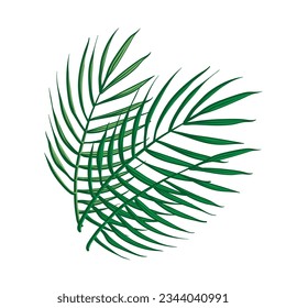 Vector different green tropical palm leaves isolated on white background.