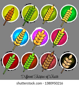 vector different shapes of wheat, set of wheat on colourful background