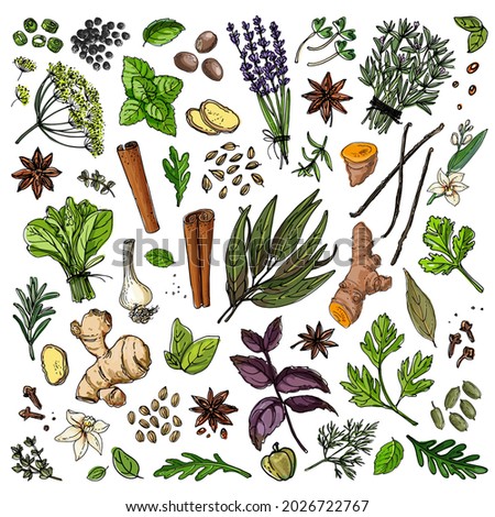Vector different spices, cereals and beans. Colored sketch of food. Farm spices and seasonings