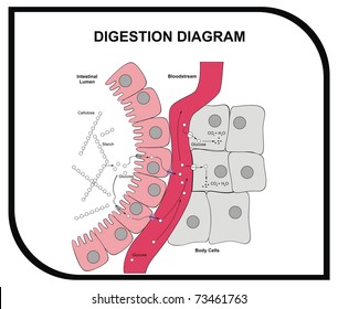 VECTOR - Digestion Diagram - Abdominal Tissue - Medical and Educational