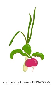 vector digital illustration of cartoon realistic radish and onion isolated on white.