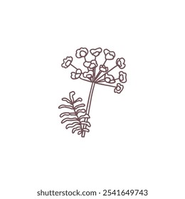 Vector of a dill flower with contoured leaves and inflorescences. Botanical drawing with artistic floral element in cartoon style for decoration or invitations.