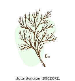 Vector Dill Herbs and spices hand drawn vector illustration. Sketchy style. Vintage illustrations. Aromatic plants. Hand drawn sketch of food. Card design. Spices and herbs black and white design