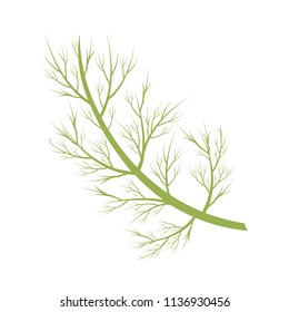 Vector dill illustration isolated in cartoon style. Herbs and Species Series