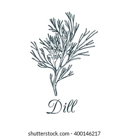 Vector dill illustration isolated. Hand drawing flavoring plant sketch. Botanical herbal card in engraving style. Condiment drawing for tag. 