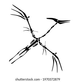 Vector Dinosaur Pterodactyl Skeleton. Primeval fauna, Cretaceous Period. Huge zhenyuanopterus theropod. Flying pterosaur or pterodactyl dino. Silhouette illustration isolated