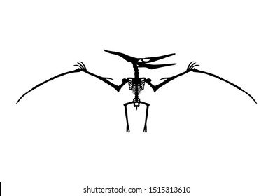 Vector Dinosaur Pterodactyl Skeleton Silhouette Illustration Isolated