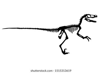 Vector Dinosaur Velociraptor Skeleton Silhouette Illustration Isolated