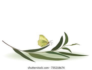 vector divider with butterfly and branch of eucalyptus